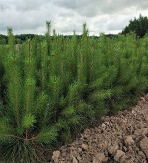 Кемеровская область в числе лидеров по сохранению и восстановлению лесов