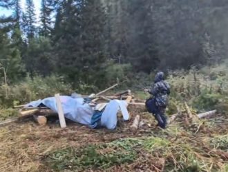 В Кузбассе на территории природного заказника незаконно вырубили восемь пихт