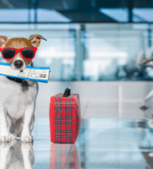 Больше 50 собак и кошек вывезли из Кузбасса за границу с начала года