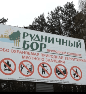 Рудничный бор в Кемерове расчищают от американского клена-захватчика