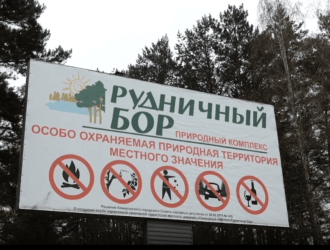 Рудничный бор в Кемерове расчищают от американского клена-захватчика