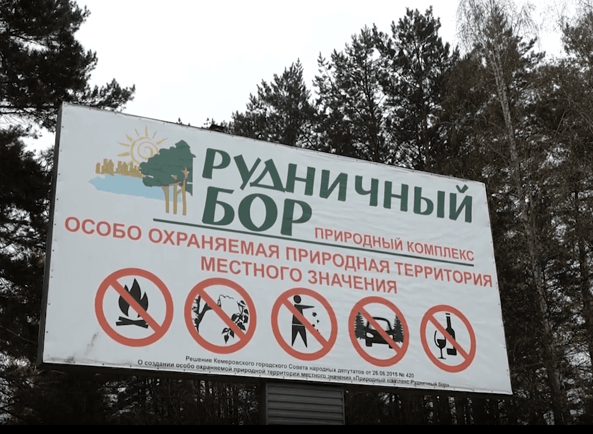 Рудничный бор в Кемерове расчищают от американского клена-захватчика