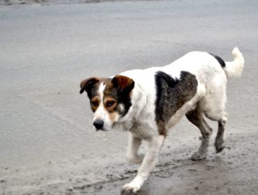 Глава СК России потребовал доклад по делу о бездомных собаках в Березовском