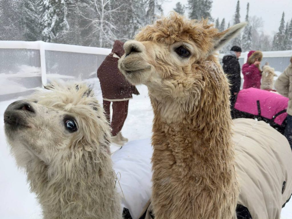 «Настоящая русская зима здесь!»: «Шерегешфест» 2025 открыл юбилейный 45-й горнолыжный сезон