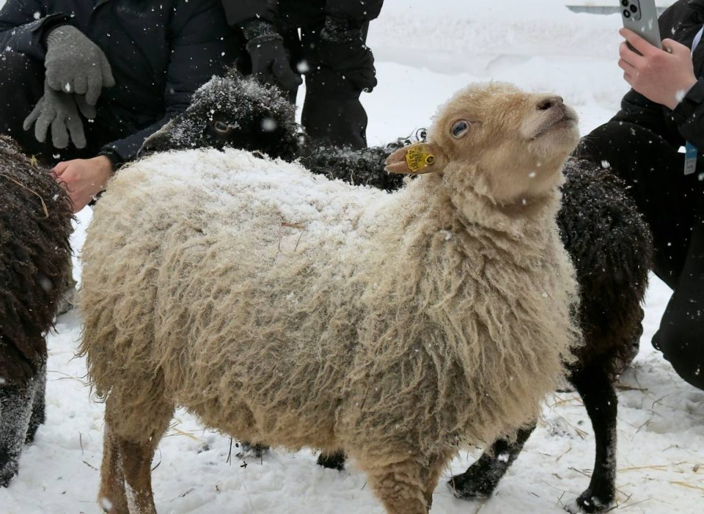 «Настоящая русская зима здесь!»: «Шерегешфест» 2025 открыл юбилейный 45-й горнолыжный сезон