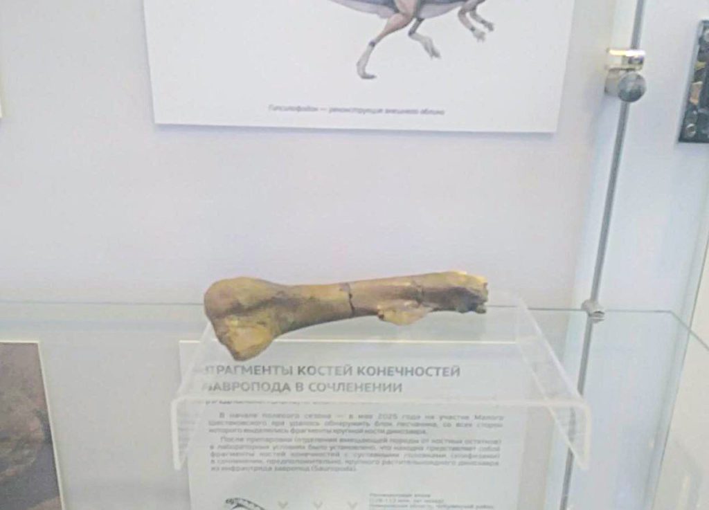 Новые динозавры и самый древний янтарь: что ученые нашли в Шестаково этим летом