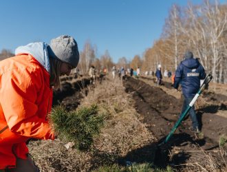 4,3 млн новых деревьев посадили в Кемеровской области в 2025 году