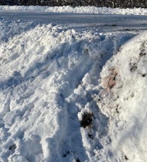 Власти опровергли слухи об отравлении косуль в Кузбассе дорожными реагентами