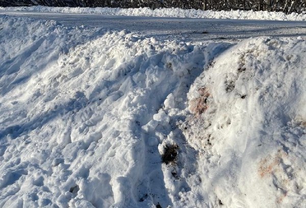 Власти опровергли слухи об отравлении косуль в Кузбассе дорожными реагентами