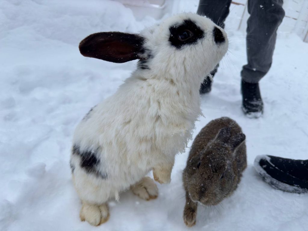 «Настоящая русская зима здесь!»: «Шерегешфест» 2025 открыл юбилейный 45-й горнолыжный сезон