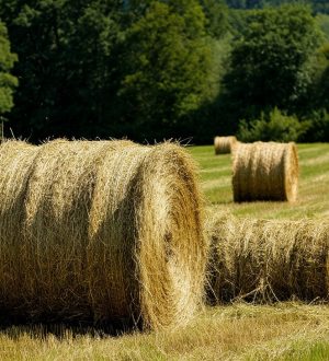 У кузбассовца отобрали неправомерно выданный муниципалитетом участок под сенокос