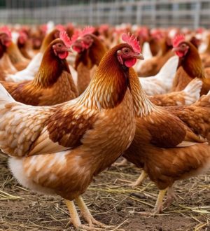 Проверка с «душком»: прокуратура разбирается с вонью от птицефабрики в Мысках   