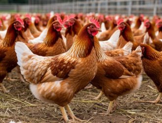 Проверка с «душком»: прокуратура разбирается с вонью от птицефабрики в Мысках