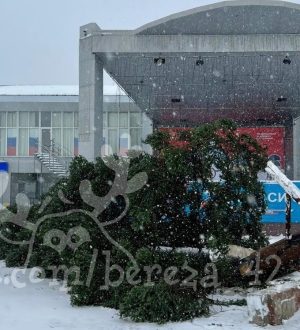 В Березовском рухнула городская новогодняя елка