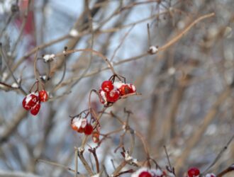 Морозы до -43 градусов придут в Кузбасс