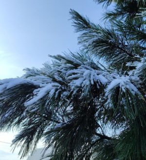 В Кузбассе с 10 ноября начнут пристально следить за елями