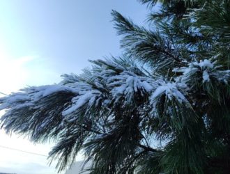 В Кузбассе с 10 ноября начнут пристально следить за елями