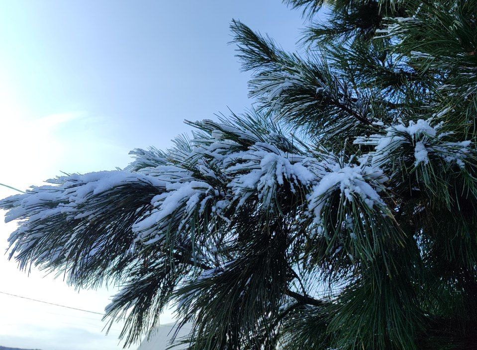 В Кузбассе с 10 ноября начнут пристально следить за елями