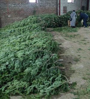 Кузбасские пихты увезли в Казахстан