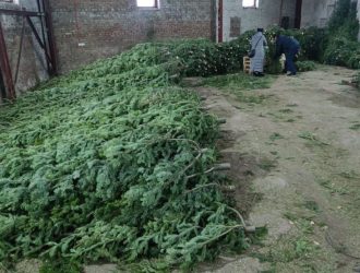 Кузбасские пихты увезли в Казахстан