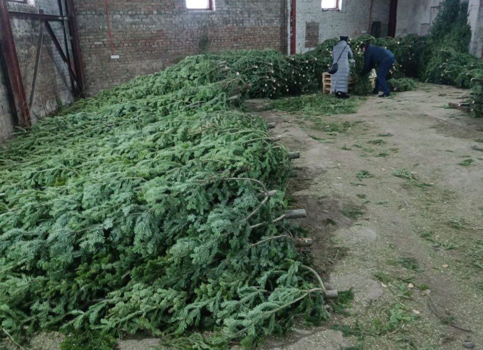 Кузбасские пихты увезли в Казахстан