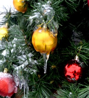 С 15 декабря в Кемерове заработают елочные базары