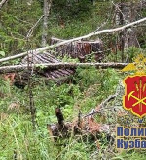 В Мариинске будут судить предпринимателя, который незаконно спилил в лесу восемь деревьев