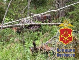 В Мариинске буду судить предпринимателя, который незаконно спилил в лесу восемь деревьев