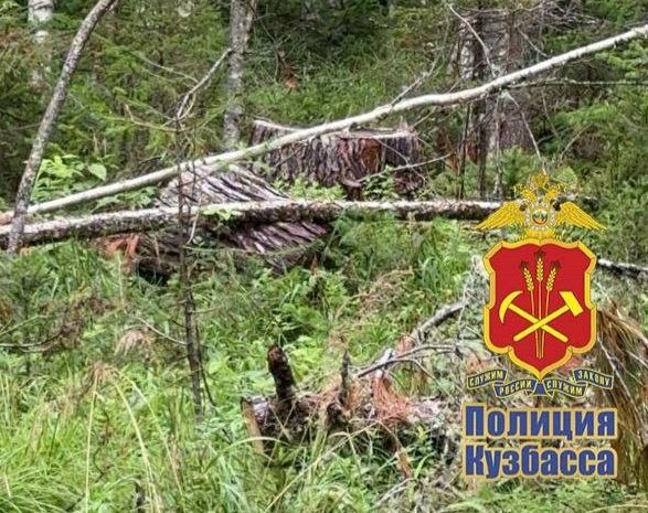 В Мариинске буду судить предпринимателя, который незаконно спилил в лесу восемь деревьев