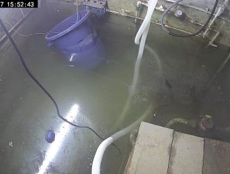 В Белове легендарные карпы вернулась в вновь затопленный подвал