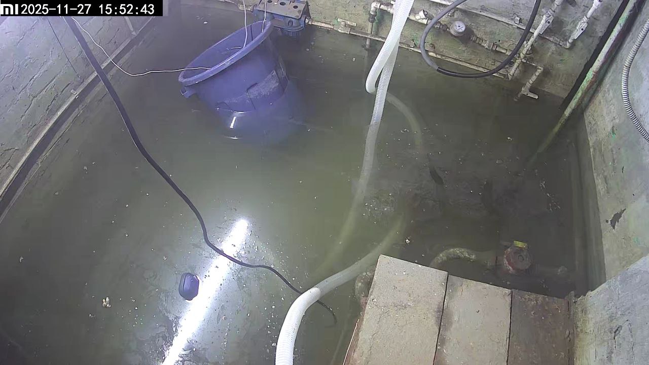 В Белове легендарные карпы вернулись во вновь затопленный подвал