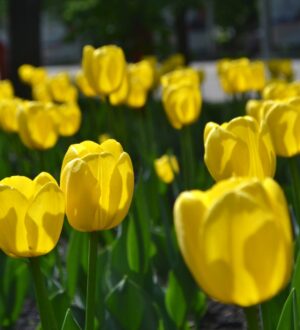 Отчаянные романтики украли 135 тюльпанов из кемеровского магазина