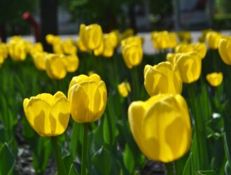 Отчаянные романтики украли 135 тюльпанов из кемеровского магазина