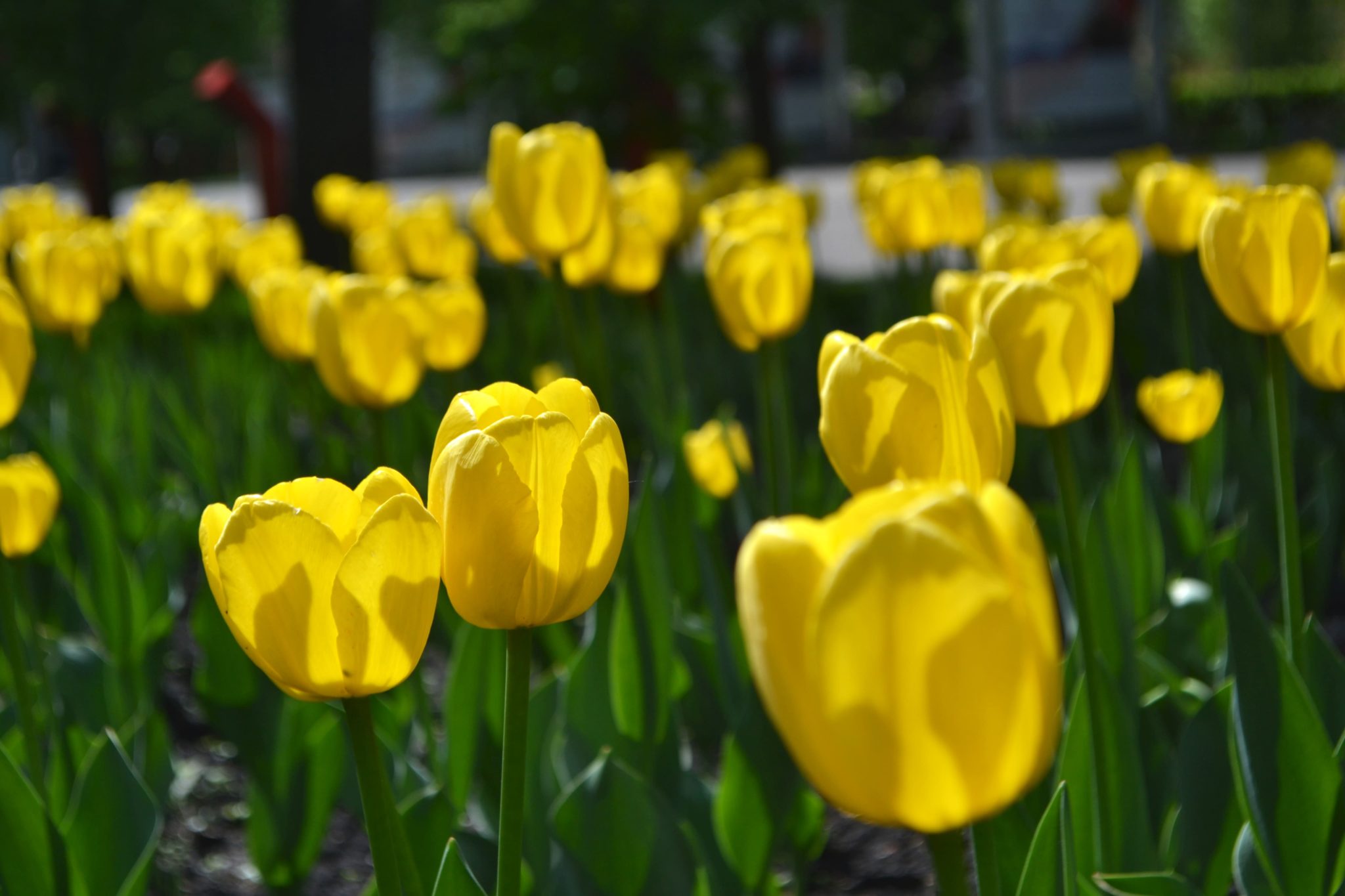 Отчаянные романтики украли 135 тюльпанов из кемеровского магазина