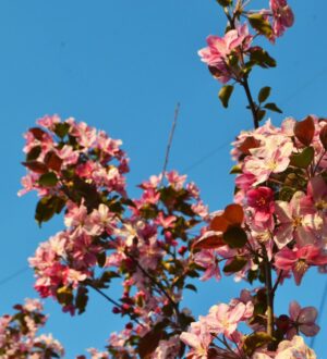 Апрель в Кузбассе начнется с +16 градусов