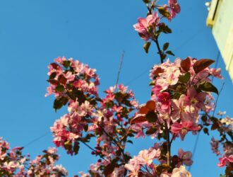 Апрель в Кузбассе начнется с +16 градусов