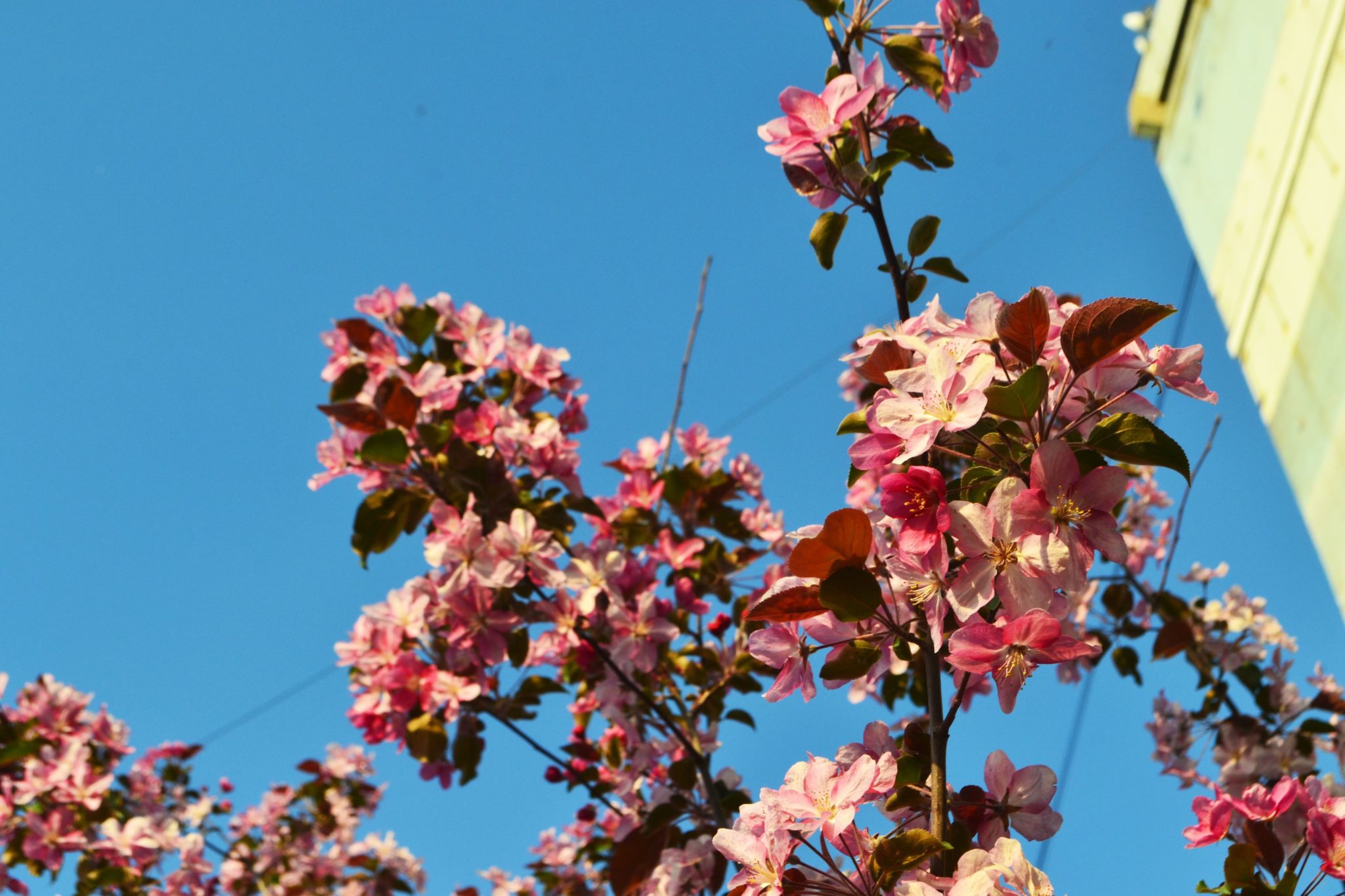 Апрель в Кузбассе начнется с +16 градусов
