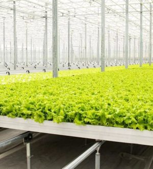 В Кузбассе за последние 5 лет стали выращивать на 15% больше тепличных овощей