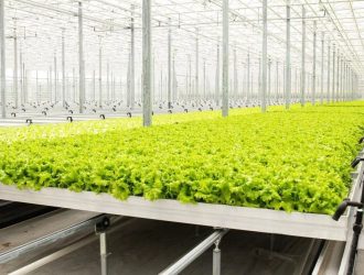 В Кузбассе за последние 5 лет стали выращивать на 15% больше тепличных овощей