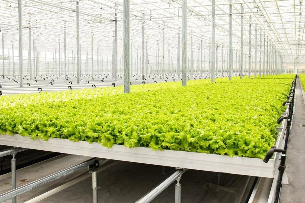 В Кузбассе за последние 5 лет стали выращивать на 15% больше тепличных овощей