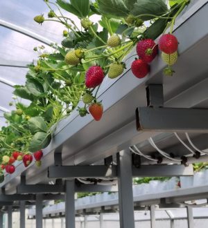 Прокопьевский фермер планирует выращивать по 2 тонны клубники в год