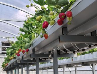 Прокопьевский фермер планирует выращивать по 2 тонны клубники в год