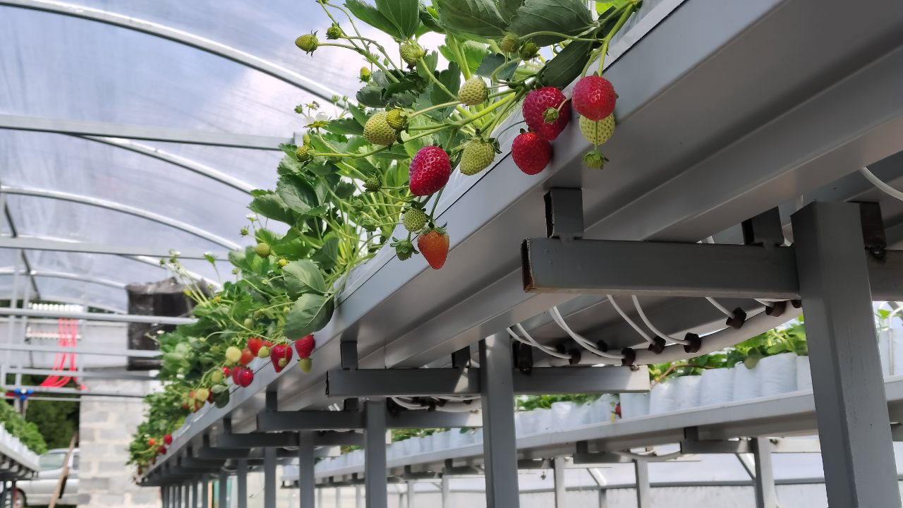 Прокопьевский фермер планирует выращивать по 2 тонны клубники в год