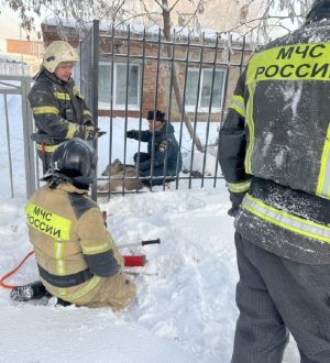 В Юрге спасли застрявшую в школьном заборе косулю