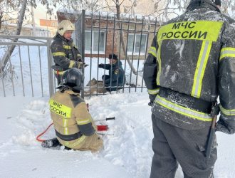 В Юрге спасли застрявшую в школьном заборе косулю