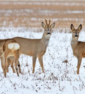 В Кузбассе подсчитали косуль