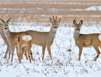 В Кузбассе подсчитали косуль