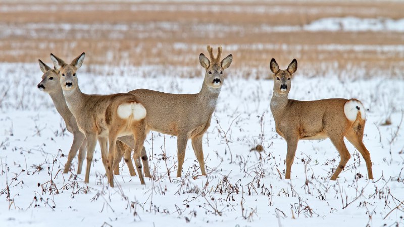 В Кузбассе подсчитали косуль