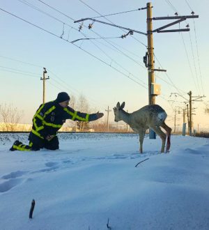 В Кузбассе добровольцы-пожарные спасли косулю