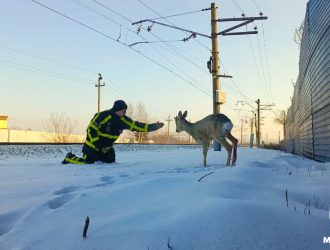 В Кузбассе добровольцы-пожарные спасли косулю